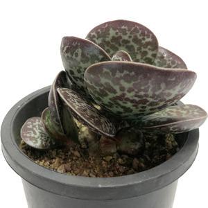 어소금 천금장 다육이 반려식물 플랜테리어 공기정화식물