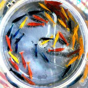 애완  관상용 초보 3총사 새우키우기 셋트 체리새우 블루벨벳 골든백