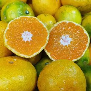 제주 고당도 노지 감귤 가정용 소과 5kg 10kg