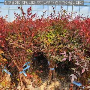 남천나무 묘목 1,0m전후 5주 생울타리 단풍 정원나무 겨울조경 붉은열매 남천 노지월동 (목하원예조경)