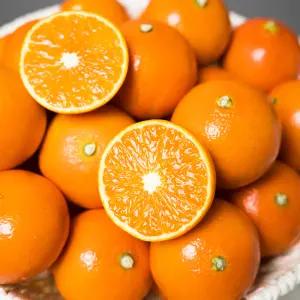 제주 고당도 홍매향 홍미향 빨간귤 썬레드 2kg 3kg