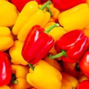 [산지플러스] 못난이 싱싱 파프리카 (빨강/노랑) 2kg /산지직송