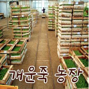 [아트플라워] 80cm 100cm 개운죽 (10+10 행사 낱개20개 보내드립니다) 공기정화식물 수경재배  천연가습기 인테리어식물