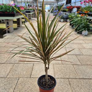 드라세나 마지나타 레인보우 소품 공기정화식물 인테리어 식물