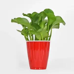 컵 부레옥잠 수경재배 식물 키우기쉬운 인테리어 실내공기정화 수경식물