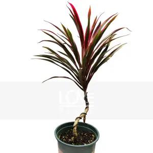 아이차카(중품) 레드비치 홍죽 핑크색 잎 관엽식물 실내 공기정화 식물 인테리어 소품 화분