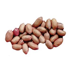 중국산 생땅콩 햇땅콩 5kg 2025년산 알큰 땅콩 : 평일 오후 4시