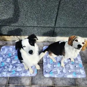 강아지 아이스 쿨매트 쿨방석 얼음 패드