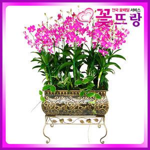 핑크 덴파레(철재) 서양란 /개업식, 취임, 승진, 집들이, 결혼기념일, 생일