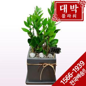 금전수(돈나무) 개업화분 집들이 실내인테리어 꽃배달