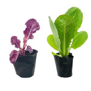 [장미농원] 로메인 상추 모종 (색상랜덤)