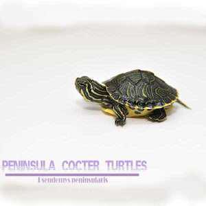 페닌슐라 쿠터 거북이 터틀 1마리
