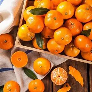 새콤달콤 산지직송 제주 감귤 4.5kg 로얄과(S-M)