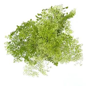 아디안텀 미스티 클라우드 고사리 인테리어식물