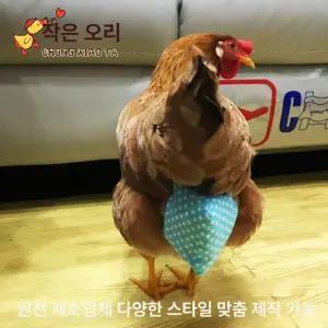 닭기저귀 바지 배변 닭귀저귀 가금류 팬티