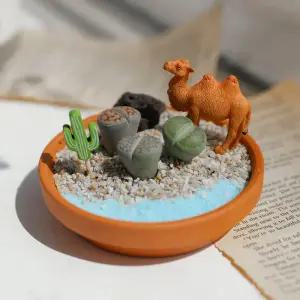 사막의 리톱스 다육이 다육 식물 낙타 (소) 테라리움 만들기 키트