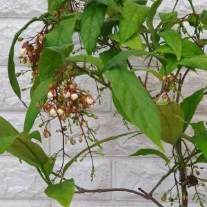 나비시다래 - 수양나무 덴드롱45