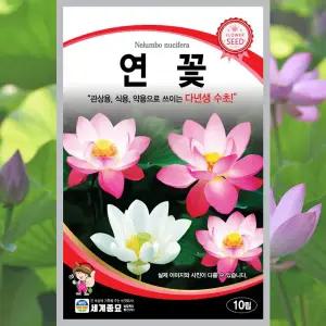 연꽃 씨앗 10립 꽃씨 종자 꽃씨몰 수련속 수련 연못