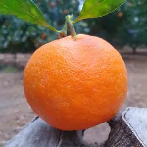 [제주도 위미 효돈] 고당도 프리미엄 레드향 중소과 2kg (9과내외) 부드러운 식감