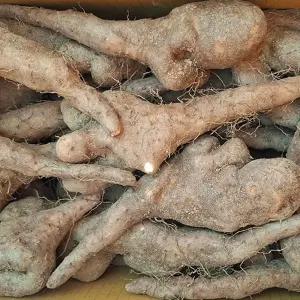 못난이 안동 마 10kg 못난이마 안동 생마 안동특산물 안동 장마 국산 마 구매 마사토 마 햇마 안동 참마