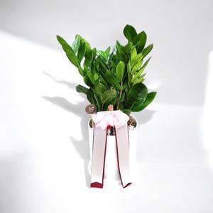 [플라워조아]금전수/스투키/안시리움/고무나무/맛상/고무나무/테이블용/관엽식물/개업/인테리어