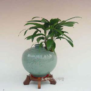 관음죽청자항아리 분재