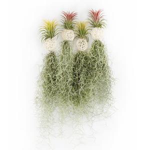 화이트볼 미니 수염틸란드시아(랜덤)