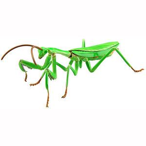 후지미모형 자유연구 23 생물편 곤충 왕사마귀 피규어