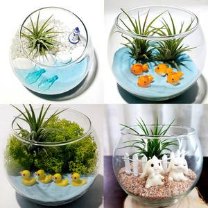 틸란드시아 이오난사 키우기 5종 세트/테라리움 키트/스칸디아모스/플랜테리어/식물101