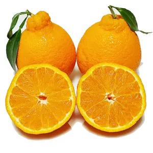 [제주의맛] 제주 최고급 한라봉 3kg 5kg 맛없으면반품가능