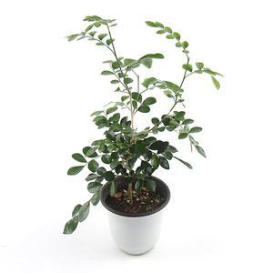 오렌지자스민(중품)