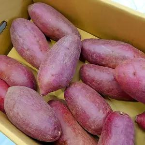 해나미 애플구마 2kg~3kg 중상 해남 세척 꿀 고구마 베니하루카