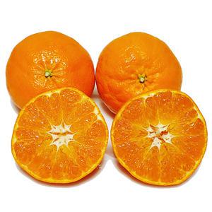 [제주의맛] 최고급 레드향 3kg~5kg 맛없으면반품가능