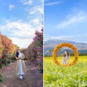 제주 휴애리 동백꽃 축제 / 제주 핑크뮬리 국화 튤립 수국 동백 자연생활공원