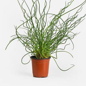 스프링골풀 소형 식물 모종