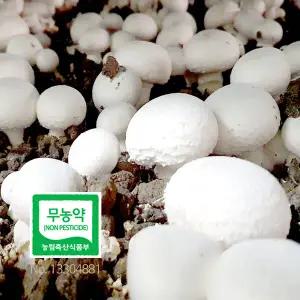 친환경 무농약 부여 양송이 버섯 가정용 500g 흠이있는 못난이 조리용