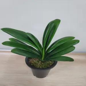 봄봄 군자란 중품