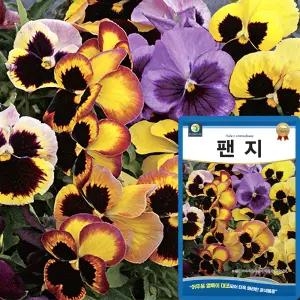 다농 팬지 씨앗 200립 혼색 팬지 꽃씨 종자