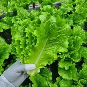 국내산 로메인청상추 1kg 2kg