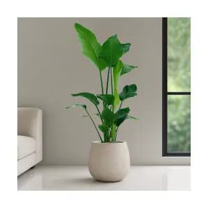 여인초 스톤코쿤 개업화분 실내공기정화식물 인테리어식물 개업선물 개업식화분 실내화초