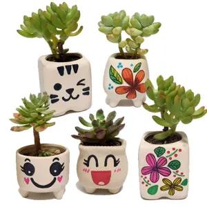 다육 식물 화분 꾸며 만들기/교구/교육/실내/다육이용/학교용/수업/어린이집용/교구용/교육용/다육용/실내