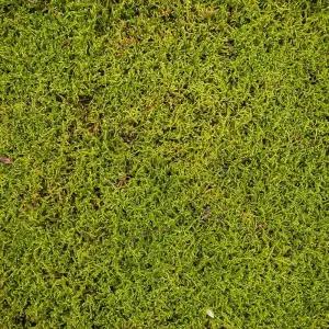 털깃털이끼 대용량 30x60cm 판이끼