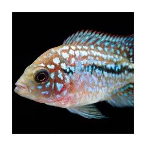 [주니멀열대어][시클리드] 플라워혼 유어 4-5cm 내외관상어