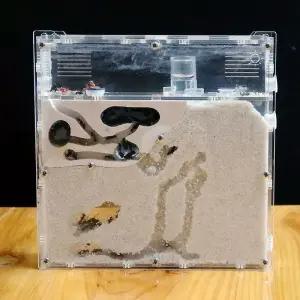 애완개미 사육장 아크릴 케이스 애완 개미집 파충류