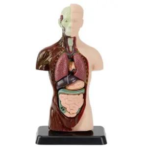 과학 생물학 장기위치 역할기능 인체 해부모형 인체모형 심장 만들기