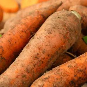 [신선하랑]아삭 달큰 제주 구좌 흙당근 10kg 왕