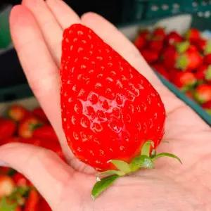 논산 킹스베리 딸기 설향 프리미엄 당일생산