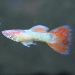[파란수족관], 알비노 레드 토파즈 [수2+암3] 구피