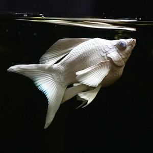 [파란수족관]열대어, 플래티넘 보석눈 몰리 라이어테일 [수1+암2]