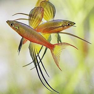 [파란수족관]열대어, 뉴기니아 레인보우[10마리]